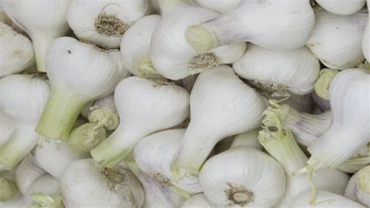 قائمة أطعمة.. كيف تسرع معدل تعافي خلايا الدم البيضاء من العدوى؟